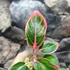 Kép 6/7 - Aglaonema 'Lotus delight'