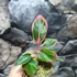 Kép 7/7 - Aglaonema 'Lotus delight'