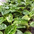 Kép 3/7 - Aglaonema 'Tom's pride'