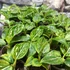Kép 4/7 - Aglaonema 'Tom's pride'