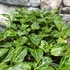 Kép 5/7 - Aglaonema 'Tom's pride'