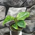 Kép 2/7 - Aglaonema 'Tom's pride'