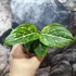 Kép 6/7 - Aglaonema 'Tom's pride'