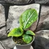 Kép 7/7 - Aglaonema 'Tom's pride'
