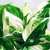Kép 1/8 - Aglaonema modestum 'Variegata'