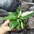 Kép 3/6 - Aglaonema simplex 'Variegata'