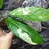 Kép 5/6 - Aglaonema simplex 'Variegata'
