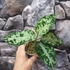 Kép 6/10 - Aglaonema pictum 'Tricolor Black'