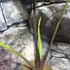 Kép 3/4 - Alocasia Sumo