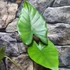 Kép 2/4 - Alocasia Sumo