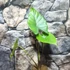 Kép 1/4 - Alocasia Sumo