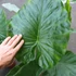 Kép 2/24 - Alocasia calidora / óriás elefántfül
