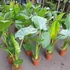 Kép 5/24 - Alocasia calidora / óriás elefántfül