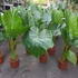 Kép 8/24 - Alocasia calidora / óriás elefántfül