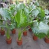 Kép 10/24 - Alocasia calidora / óriás elefántfül