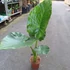 Kép 11/24 - Alocasia calidora / óriás elefántfül