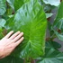 Kép 9/24 - Alocasia calidora / óriás elefántfül