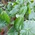 Kép 13/24 - Alocasia calidora / óriás elefántfül