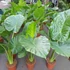 Kép 15/24 - Alocasia calidora / óriás elefántfül