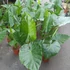 Kép 17/24 - Alocasia calidora / óriás elefántfül