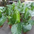 Kép 16/24 - Alocasia calidora / óriás elefántfül
