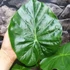 Kép 3/24 - Alocasia calidora / óriás elefántfül