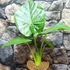Kép 20/24 - Alocasia calidora / óriás elefántfül