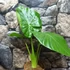 Kép 19/24 - Alocasia calidora / óriás elefántfül