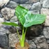 Kép 24/24 - Alocasia calidora / óriás elefántfül