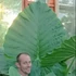 Kép 1/24 - Alocasia calidora / óriás elefántfül