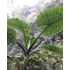 Kép 22/24 - Alocasia calidora / óriás elefántfül