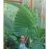 Kép 7/24 - Alocasia calidora / óriás elefántfül
