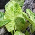 Kép 6/14 - Alocasia macrorrhiza 'Splash'