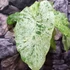 Kép 5/14 - Alocasia macrorrhiza 'Splash'