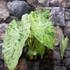 Kép 3/14 - Alocasia macrorrhiza 'Splash'
