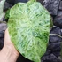 Kép 7/14 - Alocasia macrorrhiza 'Splash'
