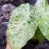 Kép 9/14 - Alocasia macrorrhiza 'Splash'