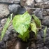 Kép 2/14 - Alocasia macrorrhiza 'Splash'