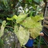 Kép 1/14 - Alocasia macrorrhiza 'Splash'
