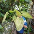 Kép 11/14 - Alocasia macrorrhiza 'Splash'