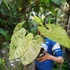 Kép 12/14 - Alocasia macrorrhiza 'Splash'