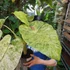 Kép 13/14 - Alocasia macrorrhiza 'Splash'