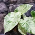 Kép 10/14 - Alocasia macrorrhiza 'Splash'