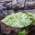 Kép 14/14 - Alocasia macrorrhiza 'Splash'