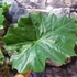 Kép 3/6 - Alocasia portodora / óriás elefántfül nagy