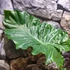 Kép 4/6 - Alocasia portodora / óriás elefántfül nagy
