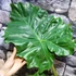 Kép 2/6 - Alocasia portodora / óriás elefántfül nagy