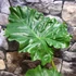 Kép 6/6 - Alocasia portodora / óriás elefántfül nagy