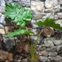 Kép 1/6 - Alocasia portodora / óriás elefántfül nagy