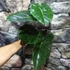 Kép 3/12 - Alocasia  Golden Bone